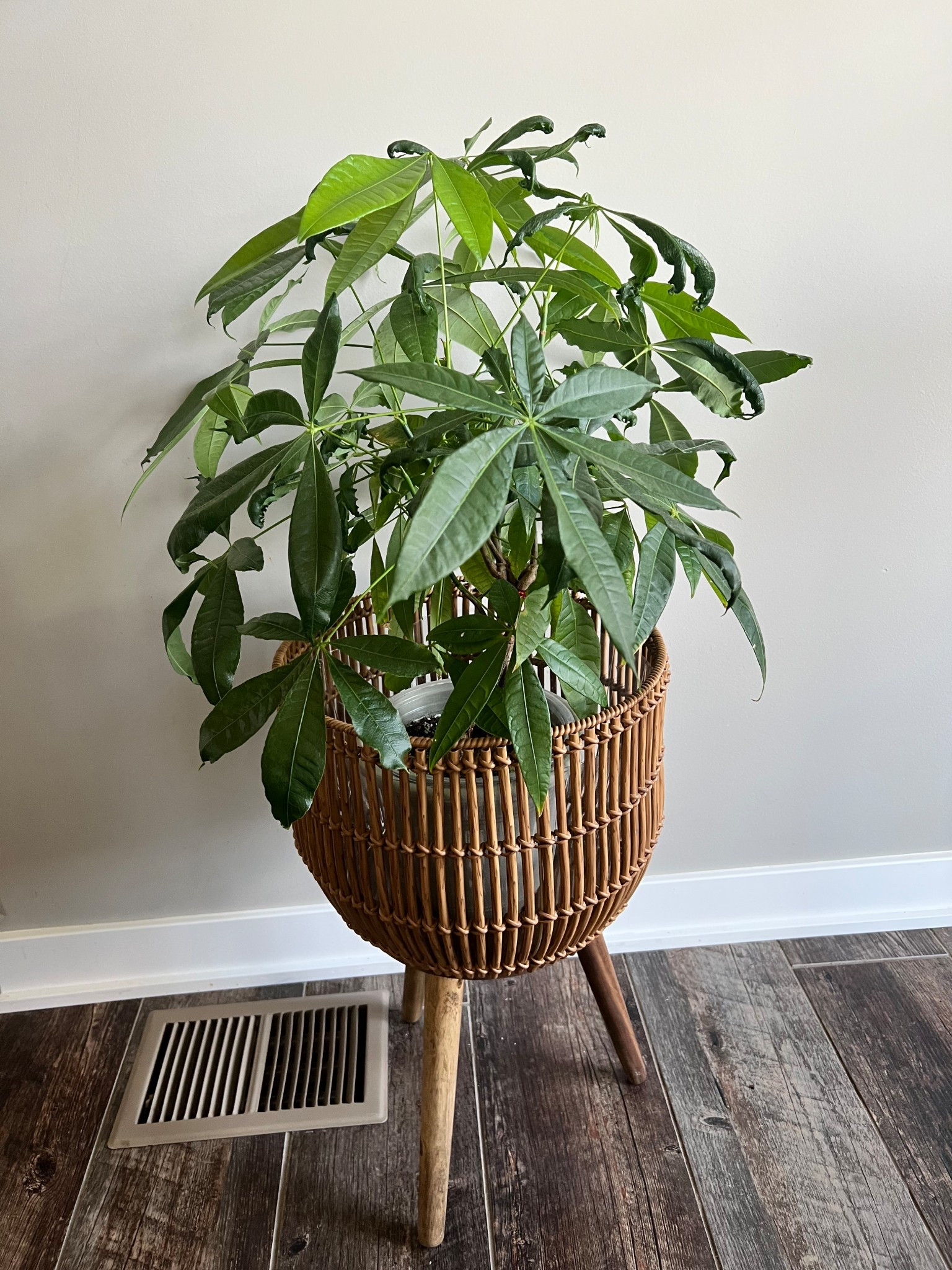 Plant stand. 

#plant #stand 

#LTKHome