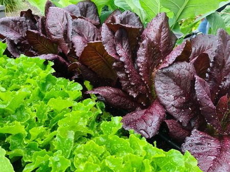 Growing different types of lettuce in the vegetable garden…so fresh and healthy 💕 

#LTKhome #LTKfamily #LTKkids