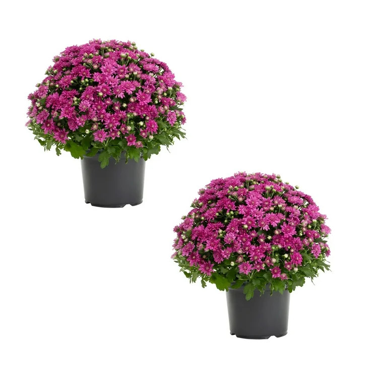 Expert Gardener 3QT Purple Mum Full Sun Live Plants (2-Pack) with Grower Pots | Walmart (US)