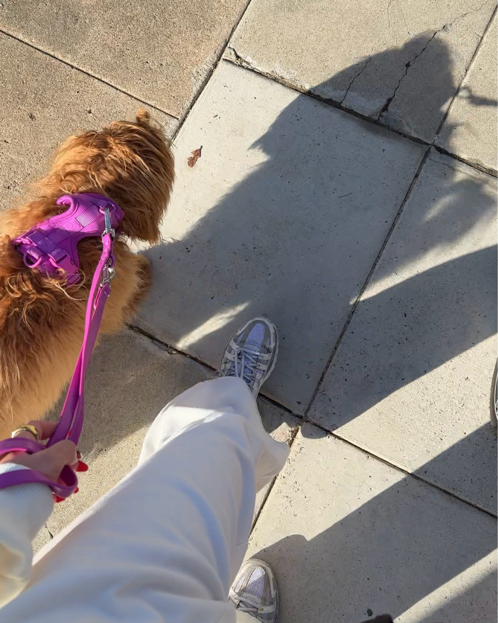 my fave dog harness + leash set!

#LTKFindsUnder100 #LTKFitness #LTKActive