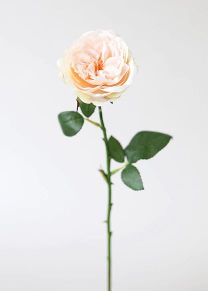Peach Artificial English Cabbage Rose - 20.5" | Afloral