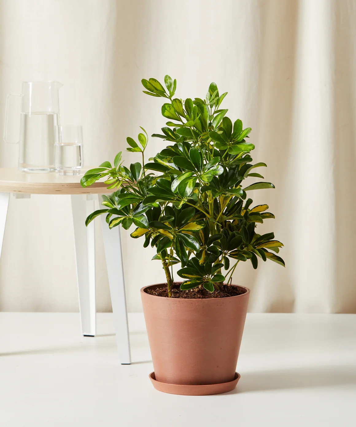 Variegated Schefflera | Bloomscape
