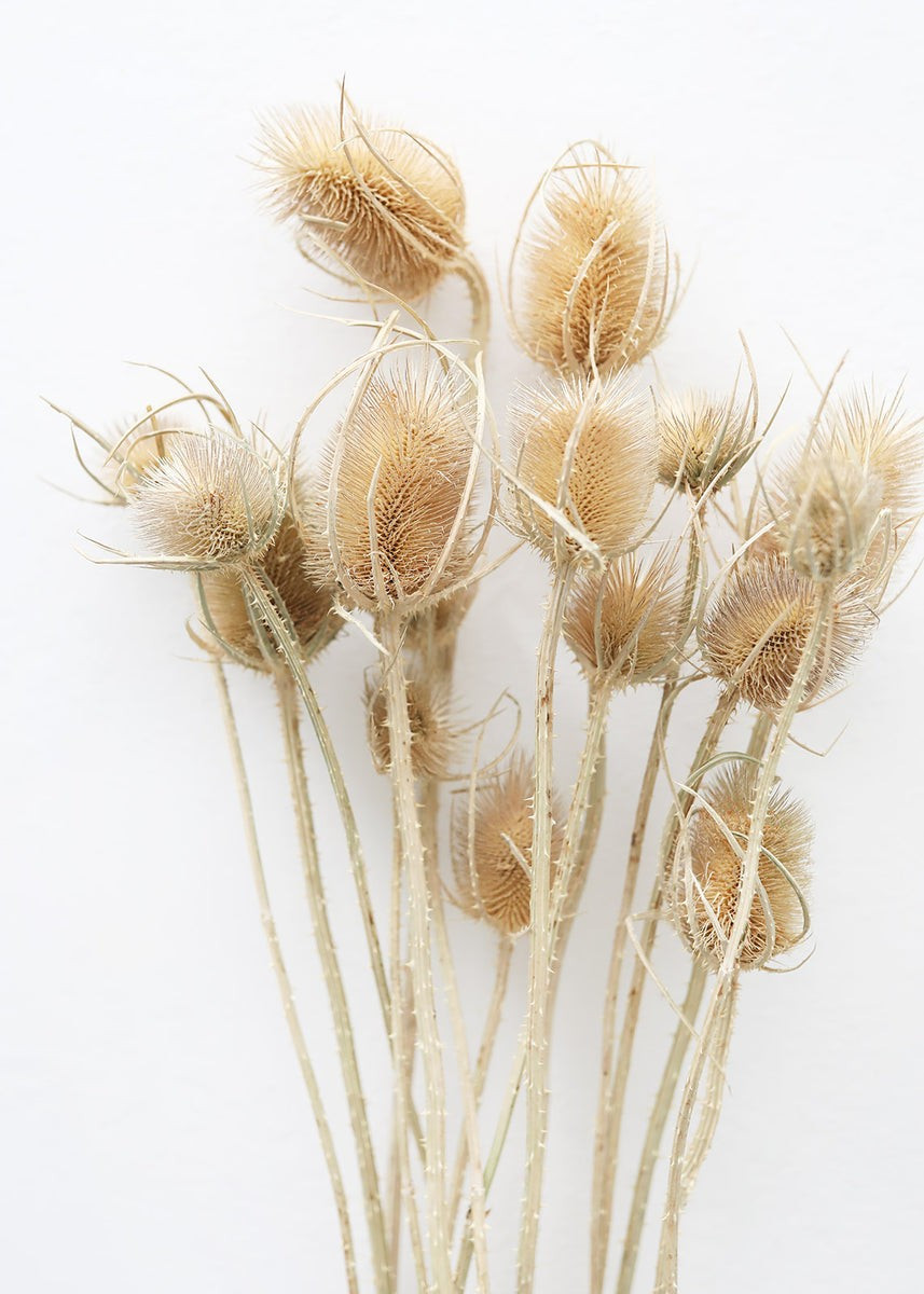 Bundle of 10 Dried Chardon Thistles - 18-24 | Afloral (US)
