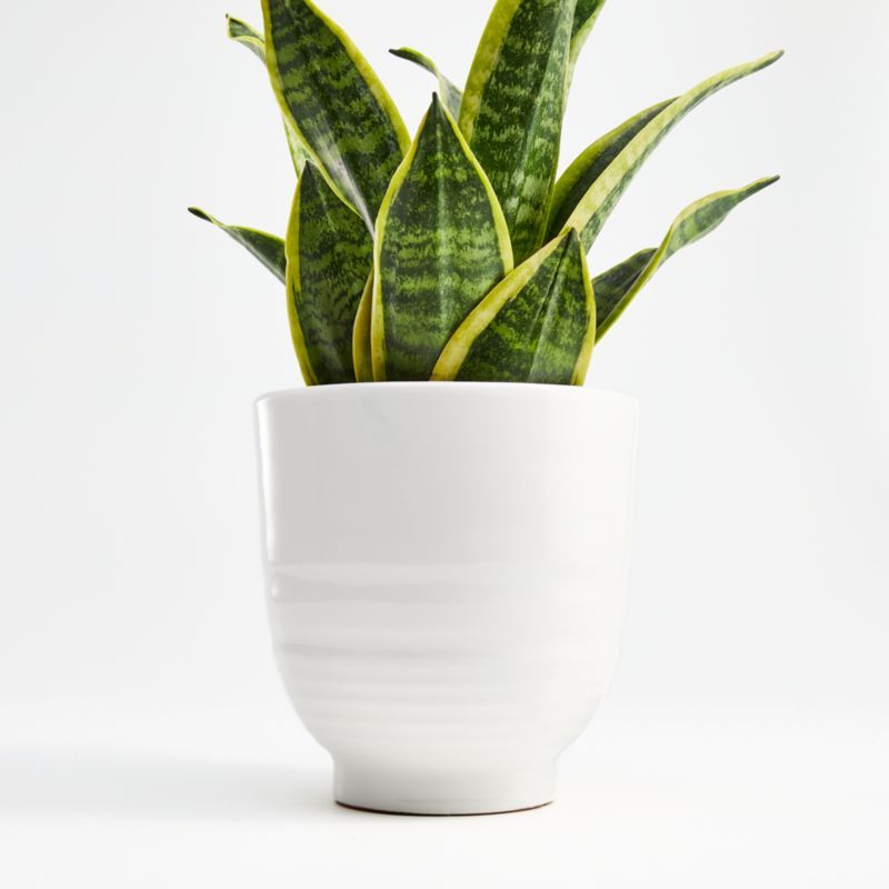 Elba White Planter + Reviews | Crate and Barrel | Crate & Barrel