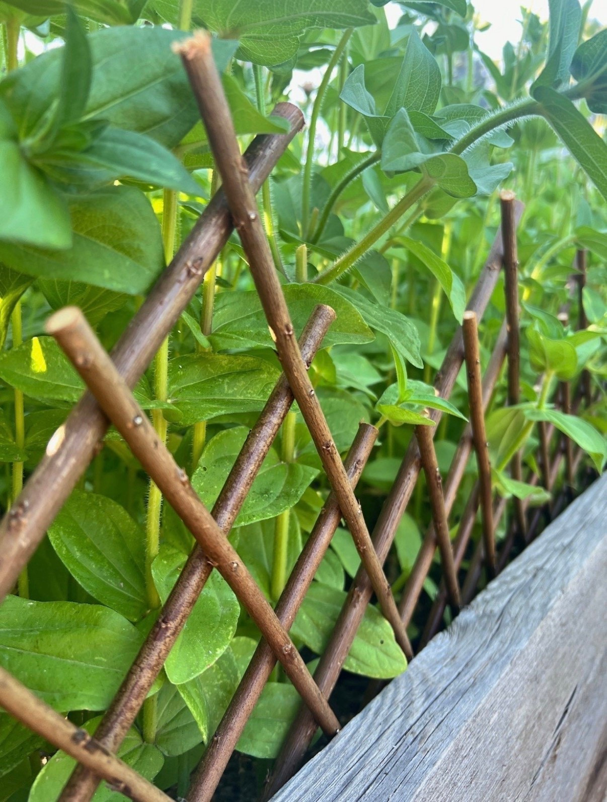 I’ve been loving how expandable willow fencing adds just the right touch of cottage charm to my raised beds! It’s such a simple, no-fuss way to give the garden a little extra structure and style—without the hassle  

#LTKVideo #LTKHome #LTKFindsUnder50