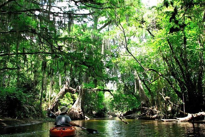 Wild & Scenic Loxahatchee River Guided Tour | Viator