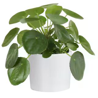 Costa Farms Pilea Peperomioides Sharing Plant in 6 in. Contemporary Planter 6PILEACONTEMP | The Home Depot