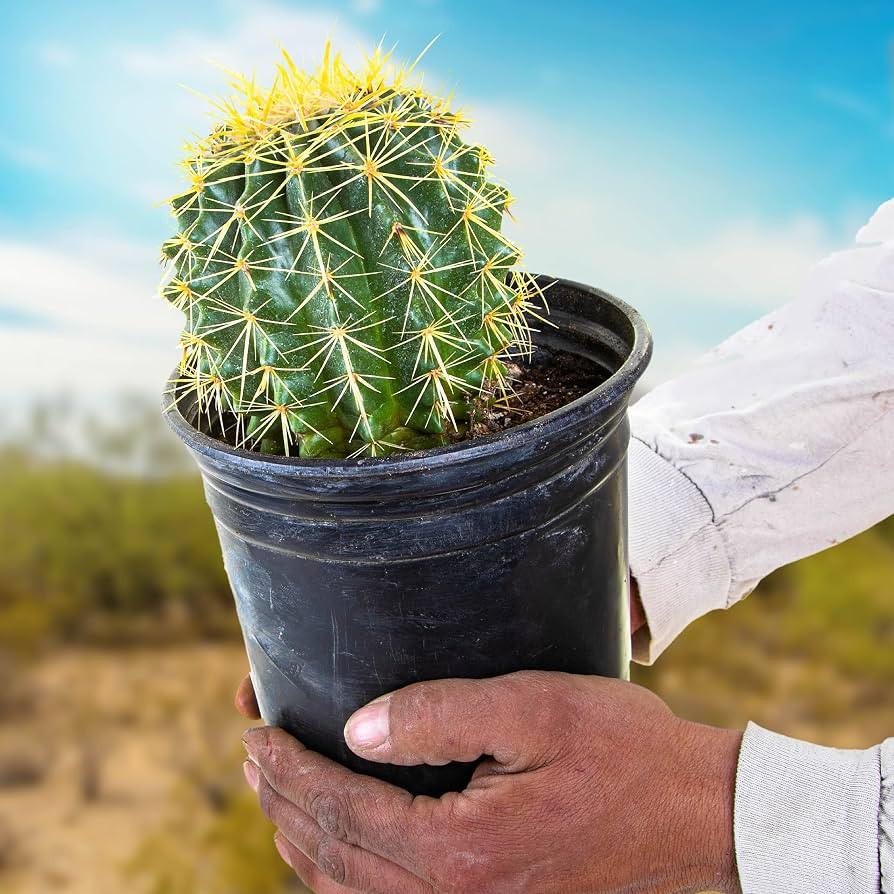 Cactus Outlet- Golden Barrel Cactus Plant - Live Cactus Plants - Barrel Cactus Plants Live - 1 Ga... | Amazon (US)
