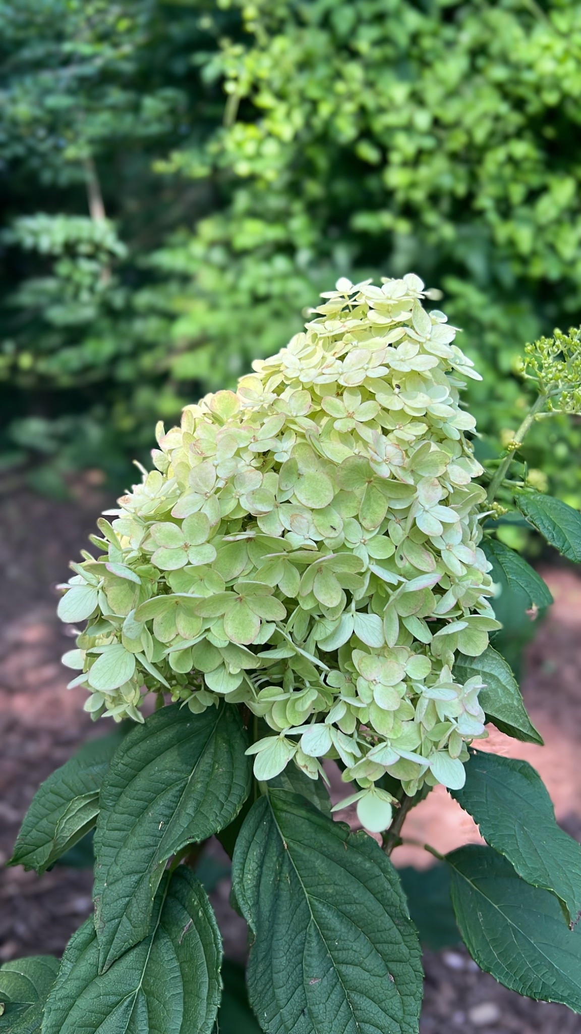 The BEST hydrangeas for sunny gardens and they make gorgeous hedges filled with blooms! Once they’re done blooming they make the most beautiful dried flower arrangements to last you until your next bloom season. 

#LTKHome #LTKSeasonal