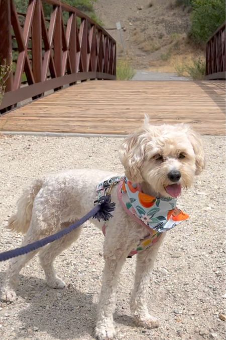 Dog-Friendly Hike in Rock Canyon Trailhead / products to take on your next hike! 
Shop my bandana at mybowtiebazaar.com and save with code: HONEY10 
.
.
.
.
hiking, dog bandana, dog harness, dog leash, outdoors, adventure

#LTKSeasonal #LTKtravel