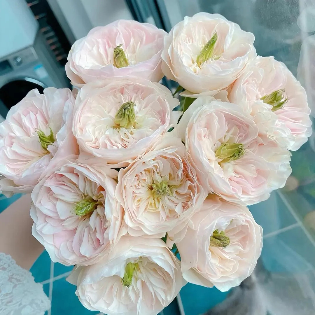 Tinkerbell | Netherland's Florist Rose | Rich Aroma | Double Petals | Wedding Rose | Own Root - E... | Etsy (US)