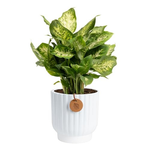 Costa Farms Dieffenbachia, Dumb Cane Live Plant in Decorative Pot, Easy to Maintain Indoor Houseplant, Perfect for Home, Room, or Office Decor, Great House Warming or Birthday Gift, 12-18 Inches Tall | Amazon (US)