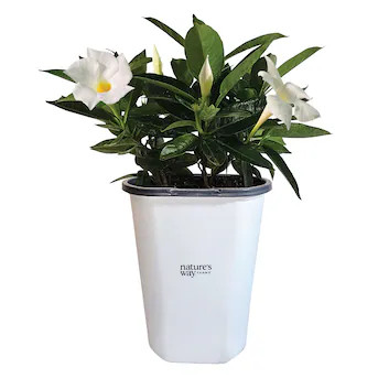 Nature's Way Farms 1.5 -Pint Mandevilla Flowering Shrub with White Blooms 1 -Pack Lowes.com | Lowe's