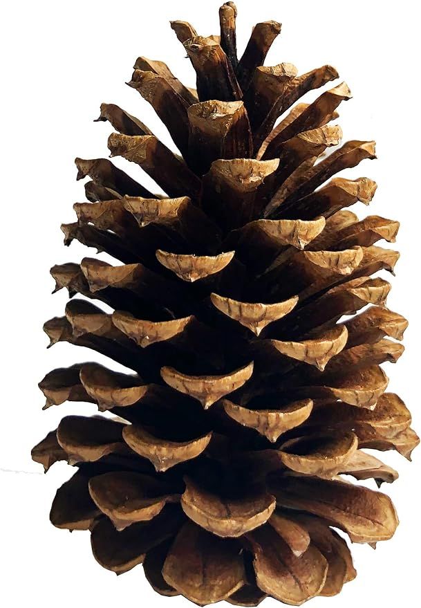 10 PineCones 3" to 4” Tall Bulk Package All Natural, Bug Free, and Perfect for Crafting for Hom... | Amazon (US)