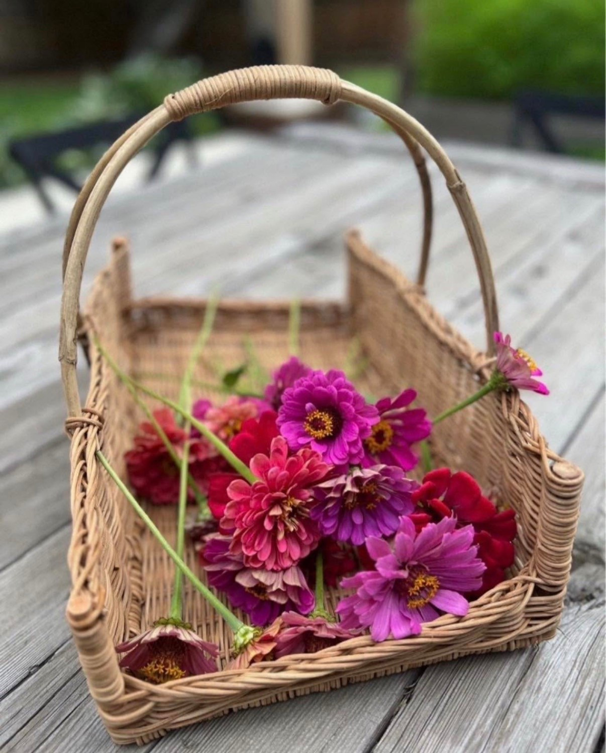 This Creative Co-Op basket is what I reach for when I’m out cutting zinnias. It’s the perfect size for gathering blooms and feels nice and sturdy for everyday use. I also love that it looks beautiful sitting out when it’s not being used in the garden. One of those pieces I’m always glad I have 🌸

#LTKSaleAlert #LTKSeasonal #LTKSpringSale