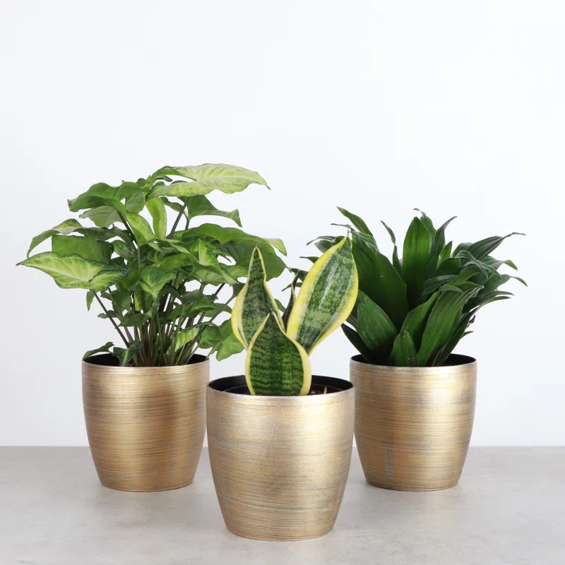 Live Low Light Houseplant Set | Wayfair North America