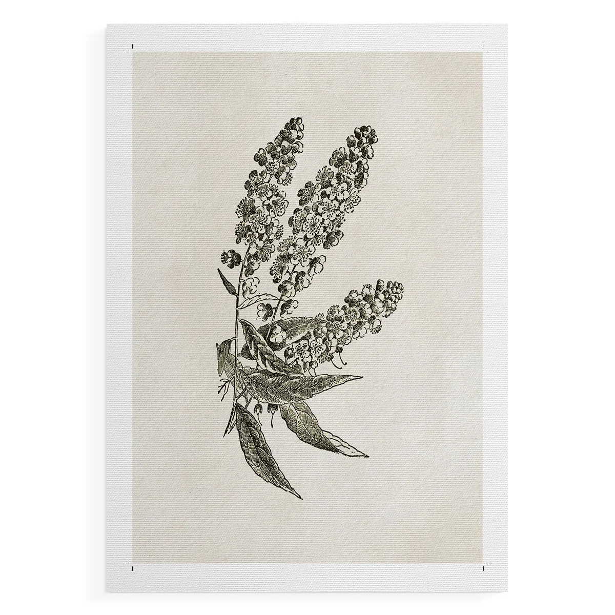 Vintage Floral Print CCCXXIII -Canvas Print Only - NOT FRAMED | Wayfair North America