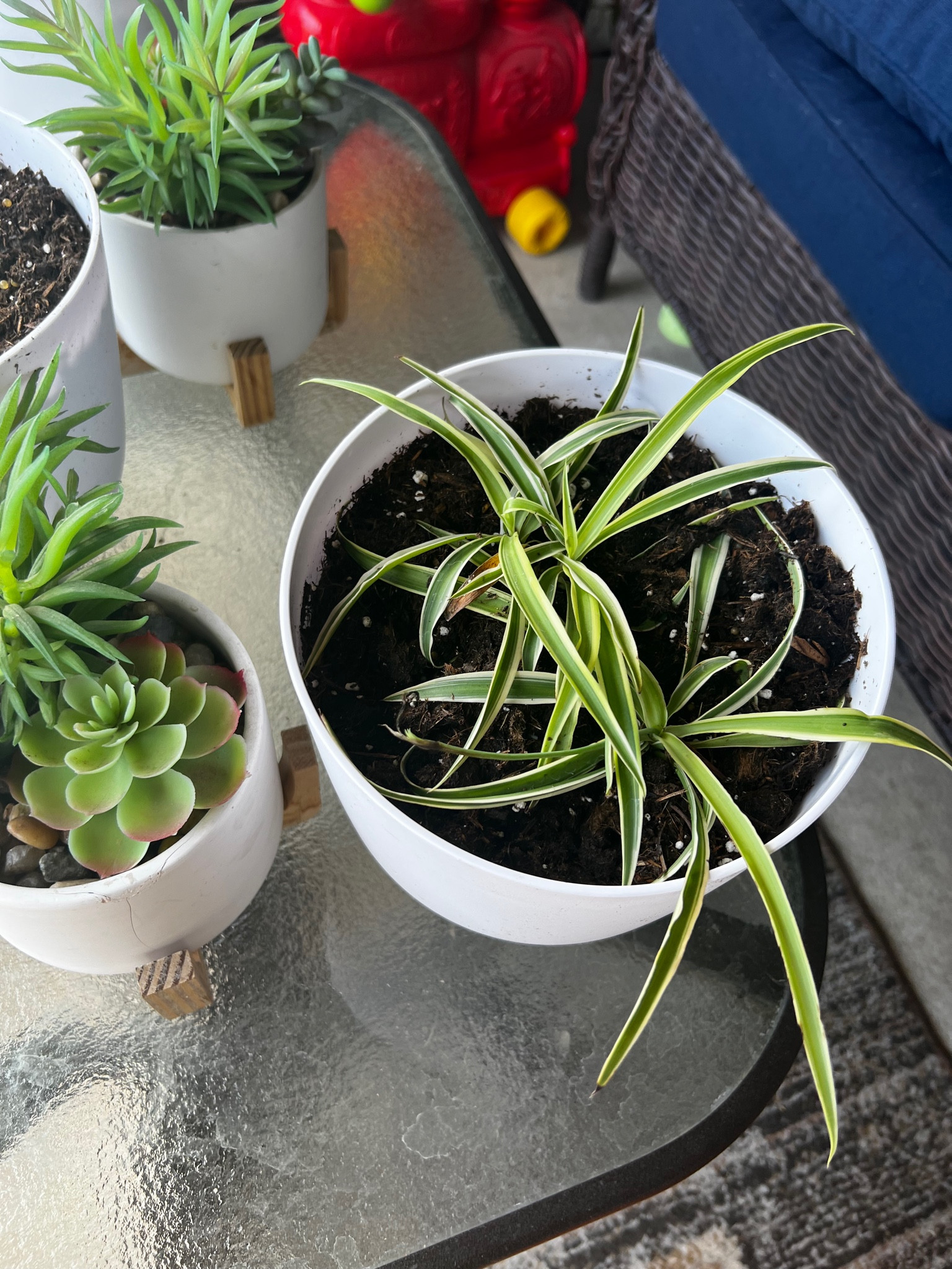 I think nothing is more special than caring for something that was gifted to you. My grandma gave me a few pieces of her 50 year old plants to propagate. Something so special about this!🤍 Linking all of my favorite gardening tools, pots, and everything in between! 🪴

#LTKhome #LTKunder100 #LTKunder50
