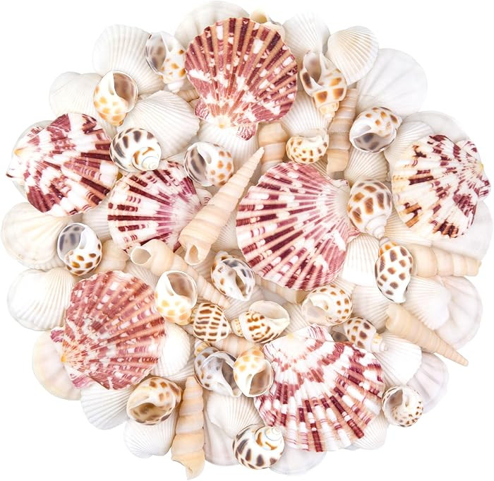 Natural Sea Shell Mixed Ocean Shells Set for DIY Crafts, Beach Themed Decor | Amazon (US)