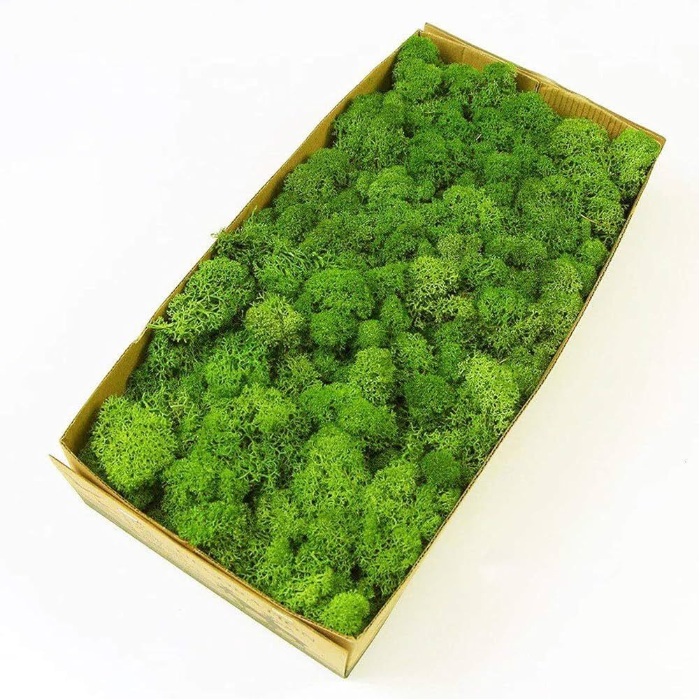 Preserved Reindeer Craft Moss Natural Green DIY Kit Gardenning Art Wall Decor Florist Easter Tabl... | Amazon (US)
