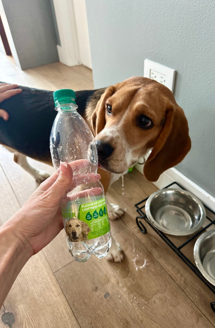 Keep your pup hydrated the healthy way 🐶💧 with natural spring water made just for dogs! Packed with naturally occurring minerals, it supports overall wellness while keeping every sip fresh and refreshing 💖🌿. Spring water is often preferred since it contains beneficial minerals and tastes better for dogs, helping them stay properly hydrated. Trust me, your furry friend will be drinking more (and loving every drop) 👀✨

#dogwater #petwellness #doghealth #hydrationmatters #petcare #dogmom #dogdad #furparent #doglife #petessentials #healthypets #dogsofinstagram #petlove #dogcare #wellnessforpets #petnutrition #happydog #dogproducts #petmusthave #dogwellness #healthypup #petinspo #doglovers #ltkhome #ltkfinds 

 