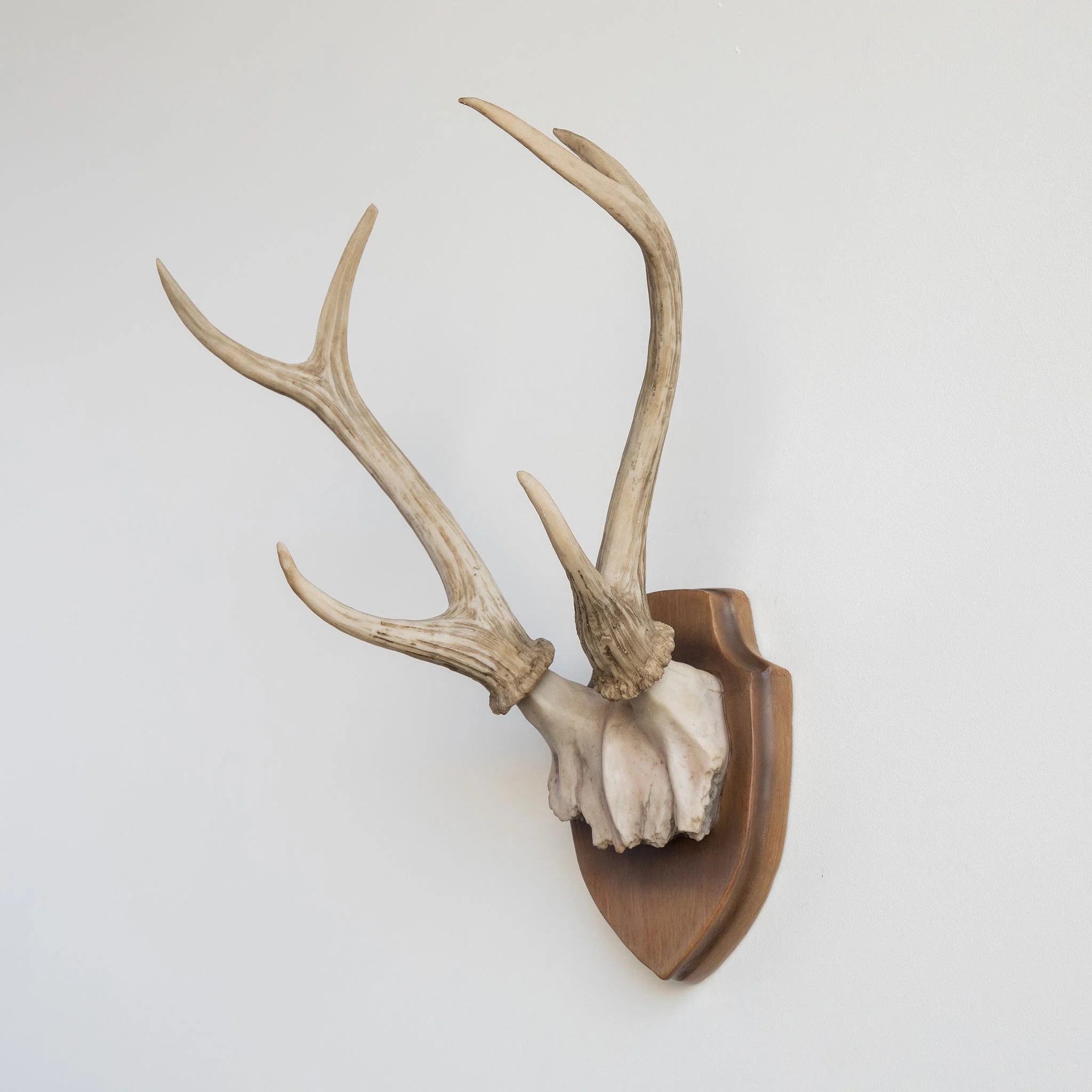 Millwood Pines Hunter's Trophy Antler Wall Décor & Reviews | Wayfair | Wayfair North America