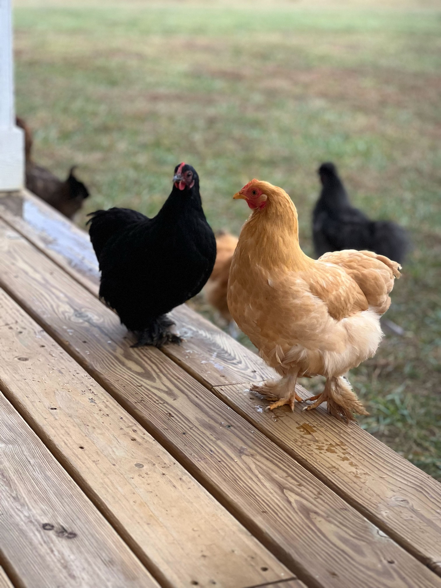 Our chickens are loving the holiday decor too! 

#LTKSeasonal #LTKhome #LTKHoliday