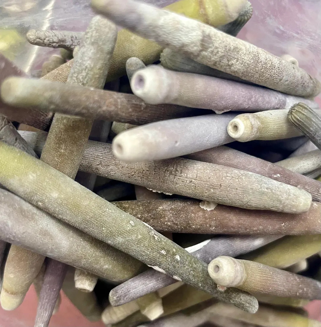 Sea Urchin Spines | Natural Calcium Source for Hermit Crabs - Etsy | Etsy (US)