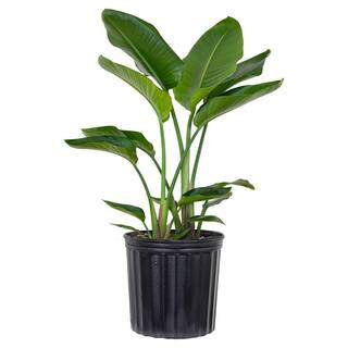 United Nursery White Bird of Paradise Live Indoor Strelitzia Nicolai Plant Shipped in 9.25 inch G... | The Home Depot