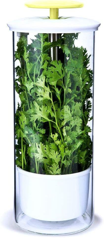 XXL Herb Keeper and Herb Saver – Glass Storage Container for Cilantro, Mint, Parsley, Asparagus... | Amazon (US)