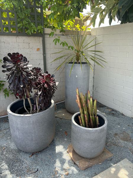 Large pots from west elm make a statement with single plantings.   This makes a little statement in an unused corner of the backyard.  

#LTKHome #LTKSeasonal