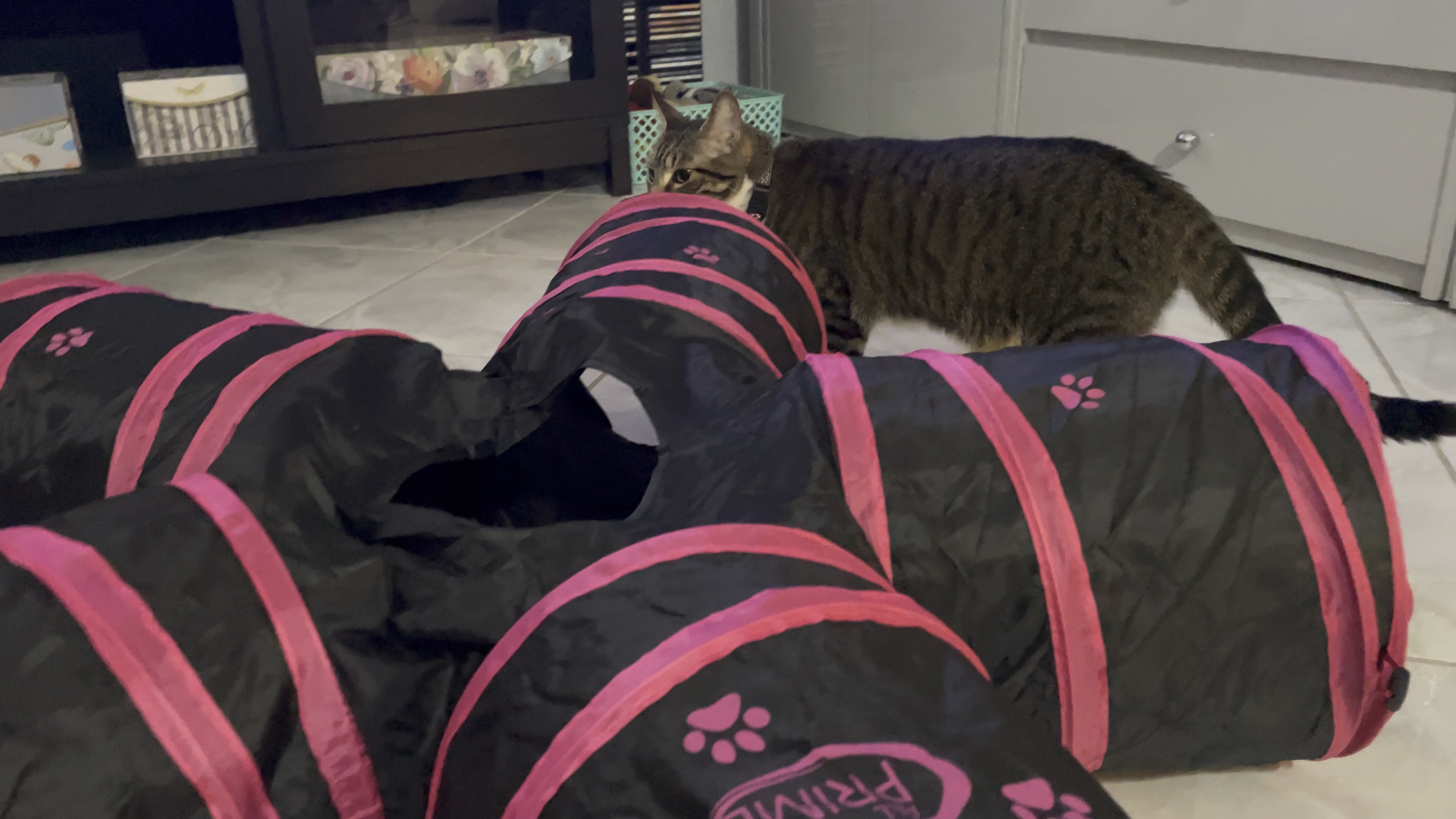 Awesome 5 way tunnel! #cats #cattoys #cattunnel #temu #temufinds #pettoys

#LTKunder50 #LTKFind