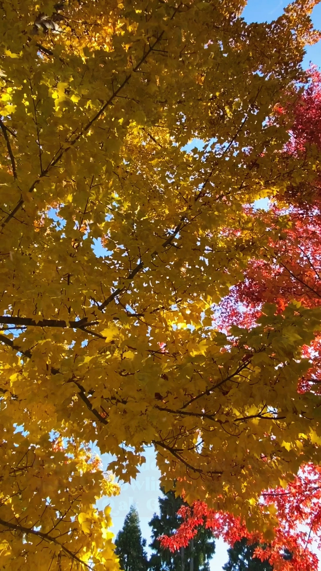 Come with me to get cider donuts at Snowline Orchard in Oak Glen, CA

#LTKcurves #LTKSeasonal