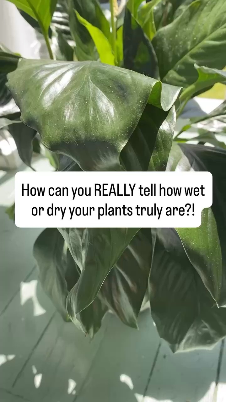 Did you know there’s actually a really easy way to tell how wet or dry your plants are? 

Amazon, Amazon finds, plant hacks, garden, gardening hacks, gardening supplies, soil meter, soil moisture meter, plant water monitor

#LTKSeasonal #LTKHome #LTKvlog