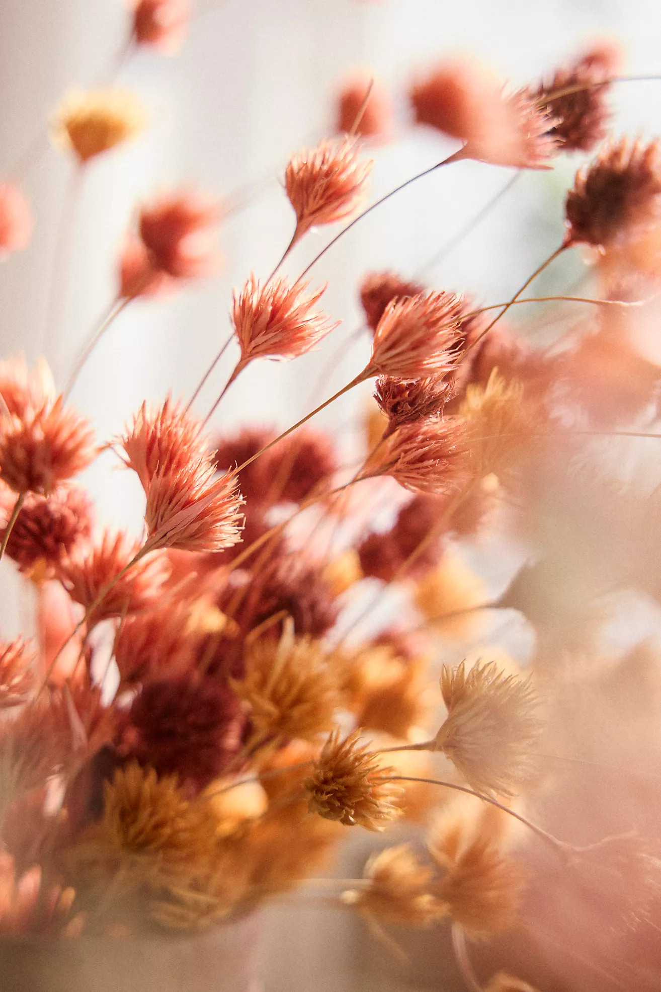 Dried Weeping Bamboo Bunch | Anthropologie (US)