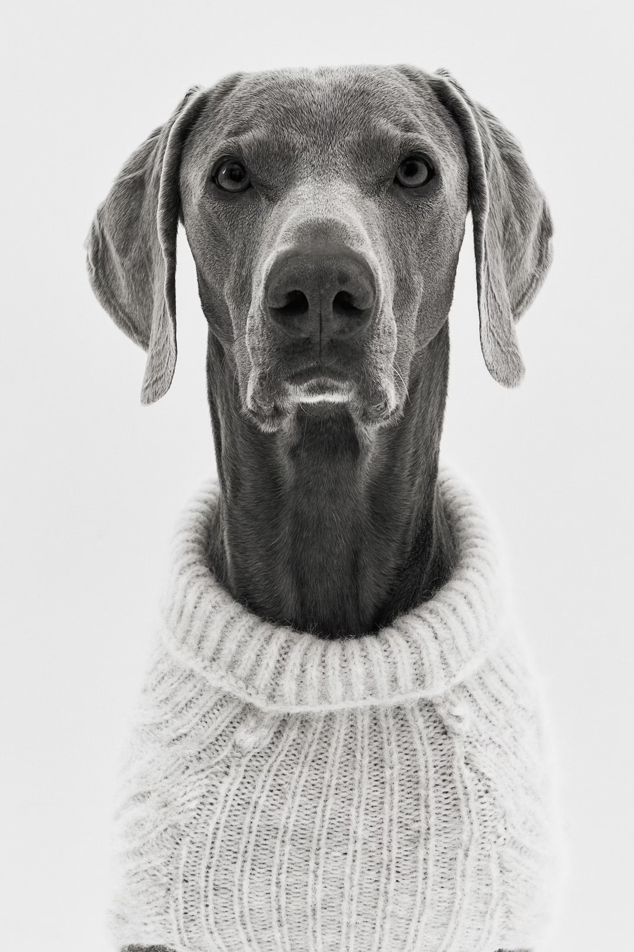 Cable-Knit Dog Sweater | H&M (US + CA)