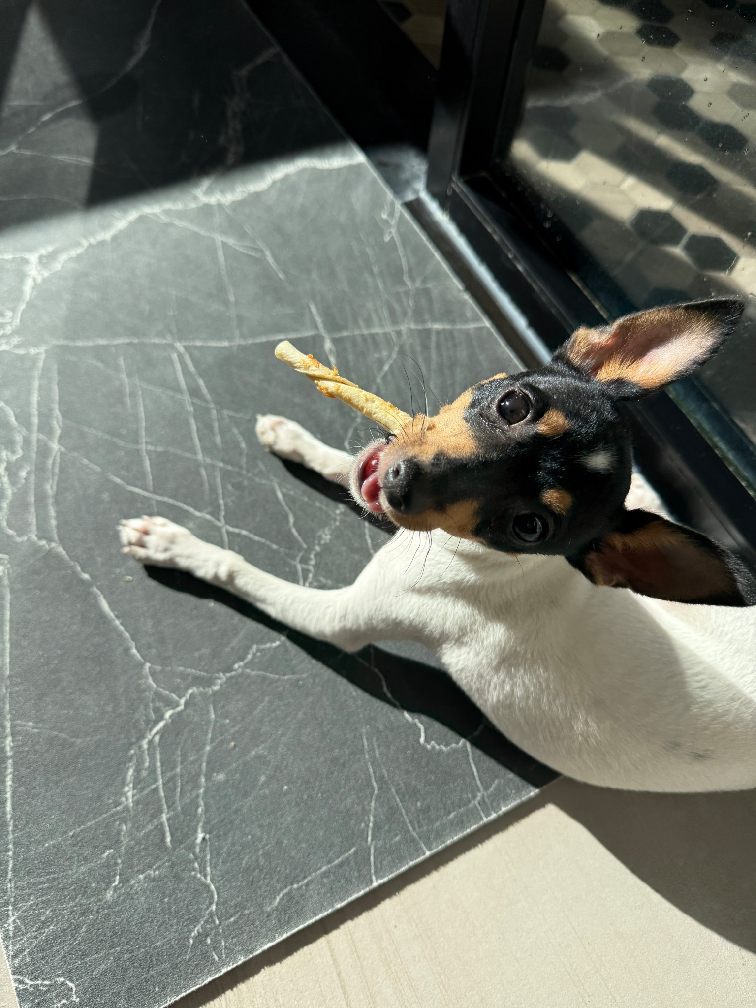 How sweet is this face?! Tacho loves hanging out with me in the primary bathroom. Lighting and hardware linked below.

#LTKmomlife #LTKHome #LTKdayinmylife