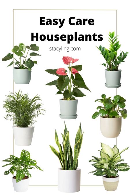 Be the plant parent you’ve always wanted to be with these easy care houseplants for beginners. 

#LTKsalealert #LTKhome