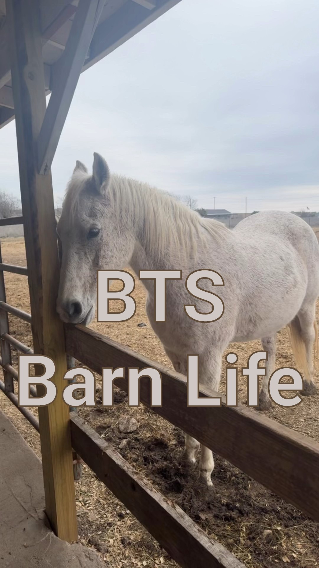 Somewhere in the fine print of country living, I must’ve missed the section about fence-chewing specialists & escape artists. Stargazer is determined to take down the barn one bite at a time, while Liberty is plotting her barn invasion. Just another day in the pasture!🤠

Follow for more behind-the-scenes barn life & everyday laughs! ✨

LTKFinds, LTKCreator, horses, horse life, western, country living, equestrian, equine therapy 


#LTKWatchNow #LTKPets #LTKFamily