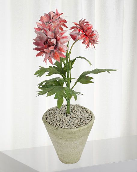 Charlotte Moss for Tommy Mitchell Crysanthemum November Birth Flower in White Terracotta Pot | Bergdorf Goodman