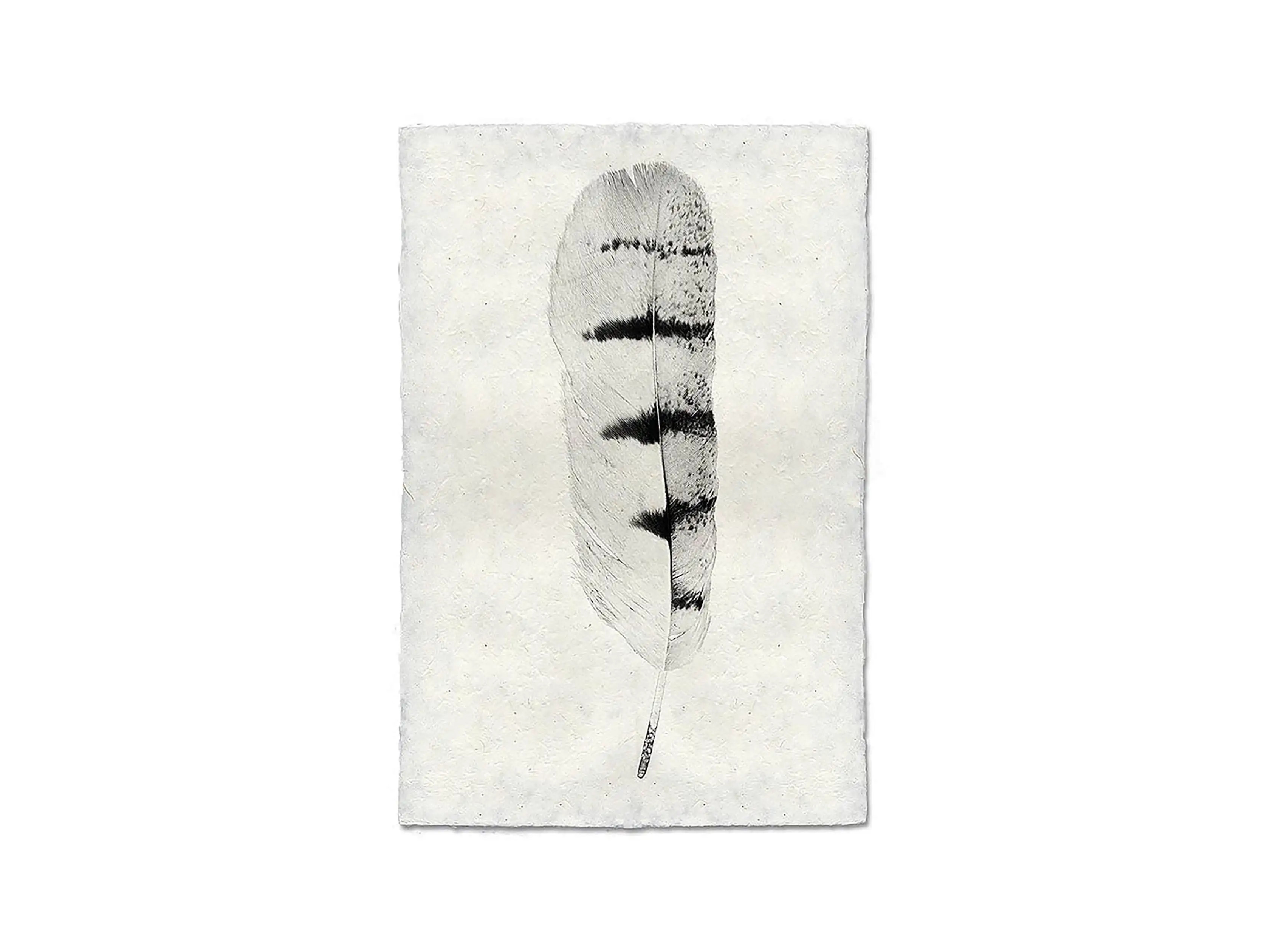Feather Study Print VIII | Arhaus