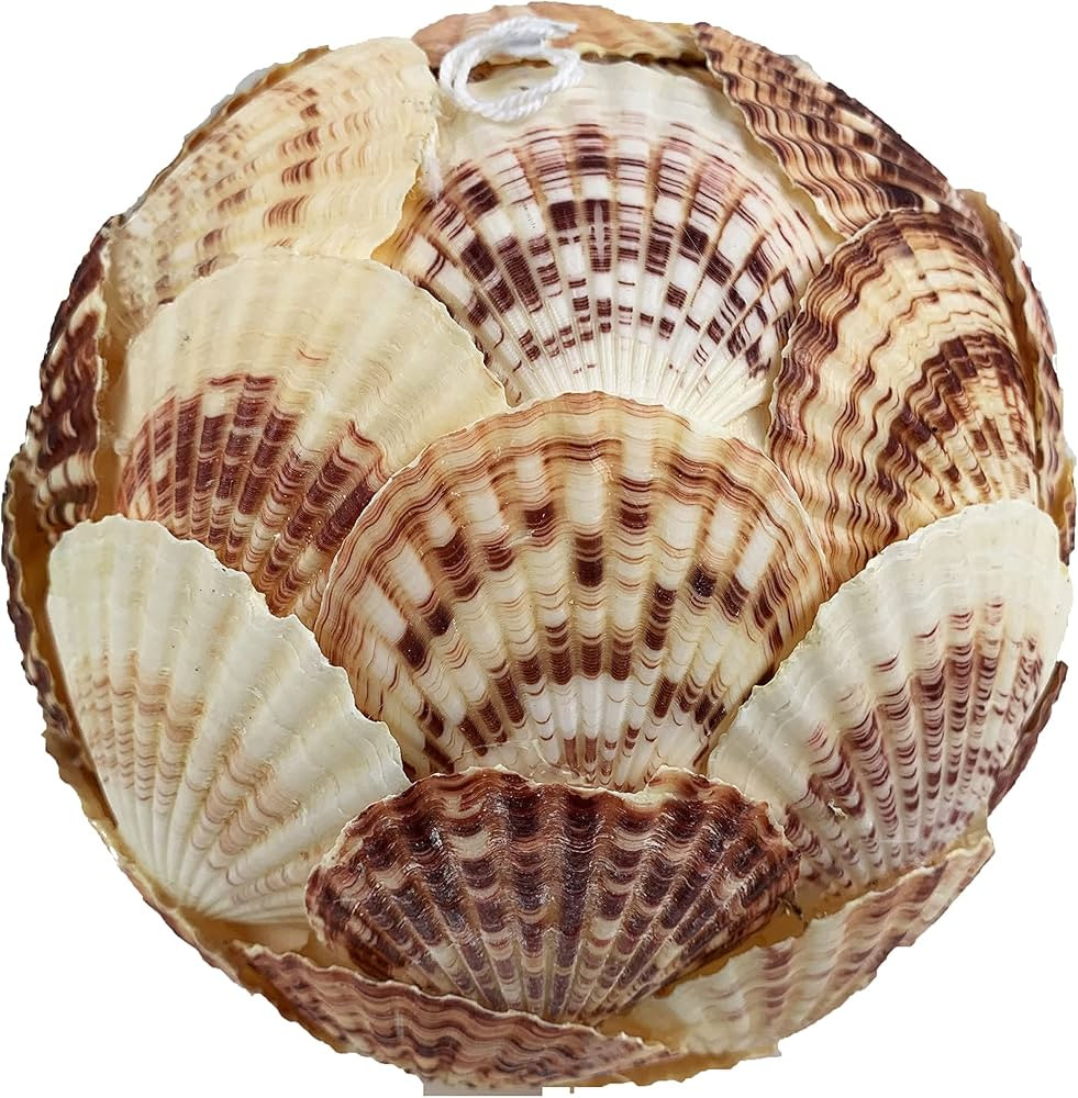 6" Inch Pecten Shells Sphere,Seashells Orbs Balls,Spherical Decorative Shells Balls for Bowls Vas... | Amazon (US)