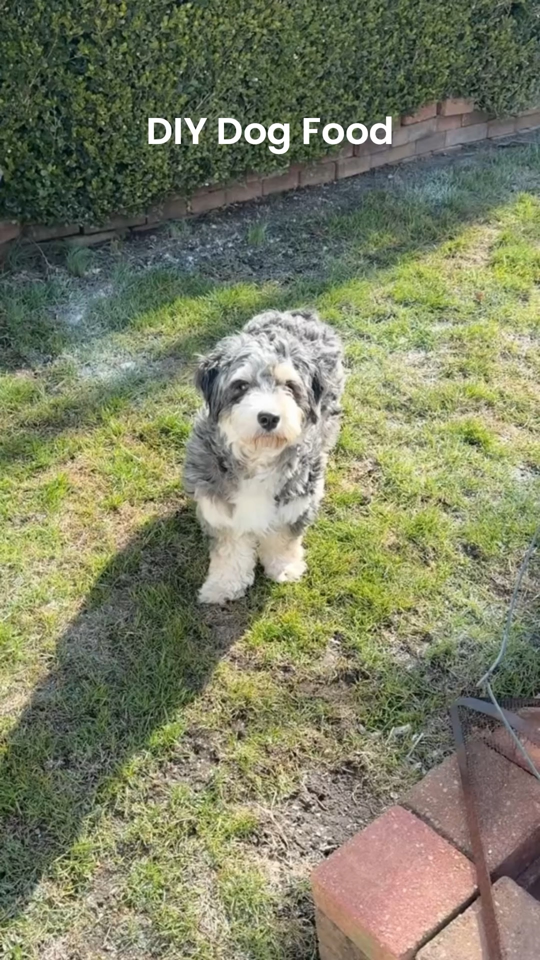 DIY dog food recipe for my rescue dog 🐾❤️  
I Mae this homemade dog food topper for her kibble using lamb, bison, brown rice, and veggies, then portion into sealed freezer bags for easy meal prep.
Such an easy way to upgrade your dogs nutrition and add to kibble.
Linking my favorite kitchen tools and freezer storage for this prep. 
The full recipe and prep can be found on my website @ www.DoubleArrowDesigns.com

#ltkpet #petcare # dogmomlife 

#LTKmomlife #LTKstorytime #LTKdayinmylife