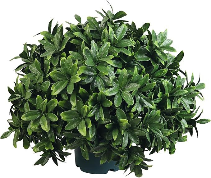 Artificial Boxwood Potted Plant – 18inch Faux Boxwood Topiary in Pot, 1-Pack, UV Resistant Arti... | Amazon (US)
