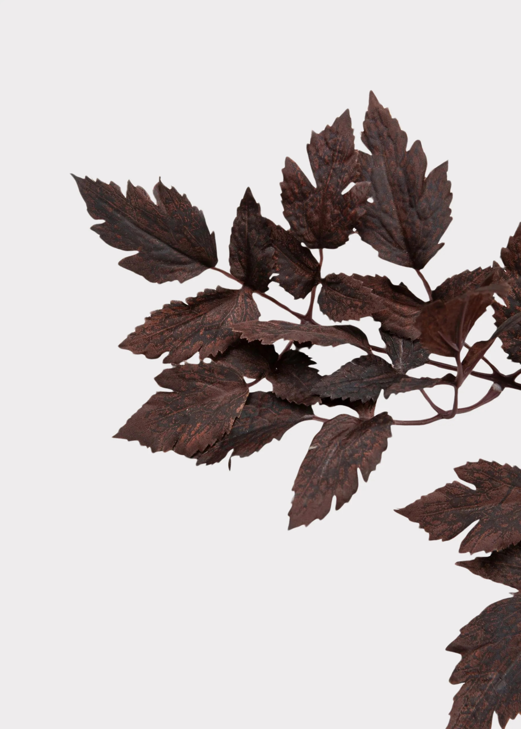 Plum Purple Cimicifuga Ramosa Foliage | Fake Fall Leaves | Afloral.com | Afloral