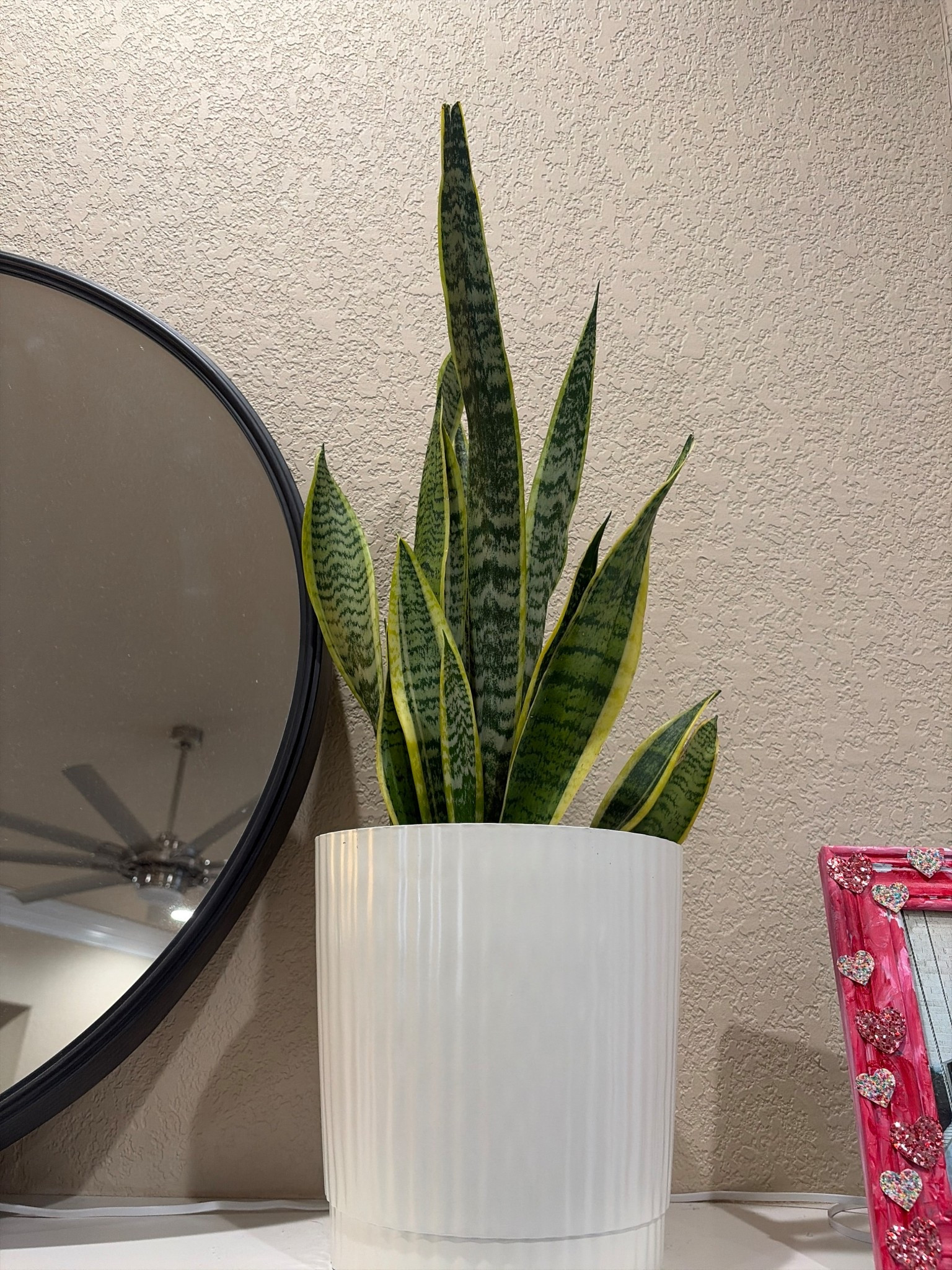 Love these Walmart pickup plants! Snake plant 🪴 

Walmart. Air filter. Gift idea. 

#LTKValentine