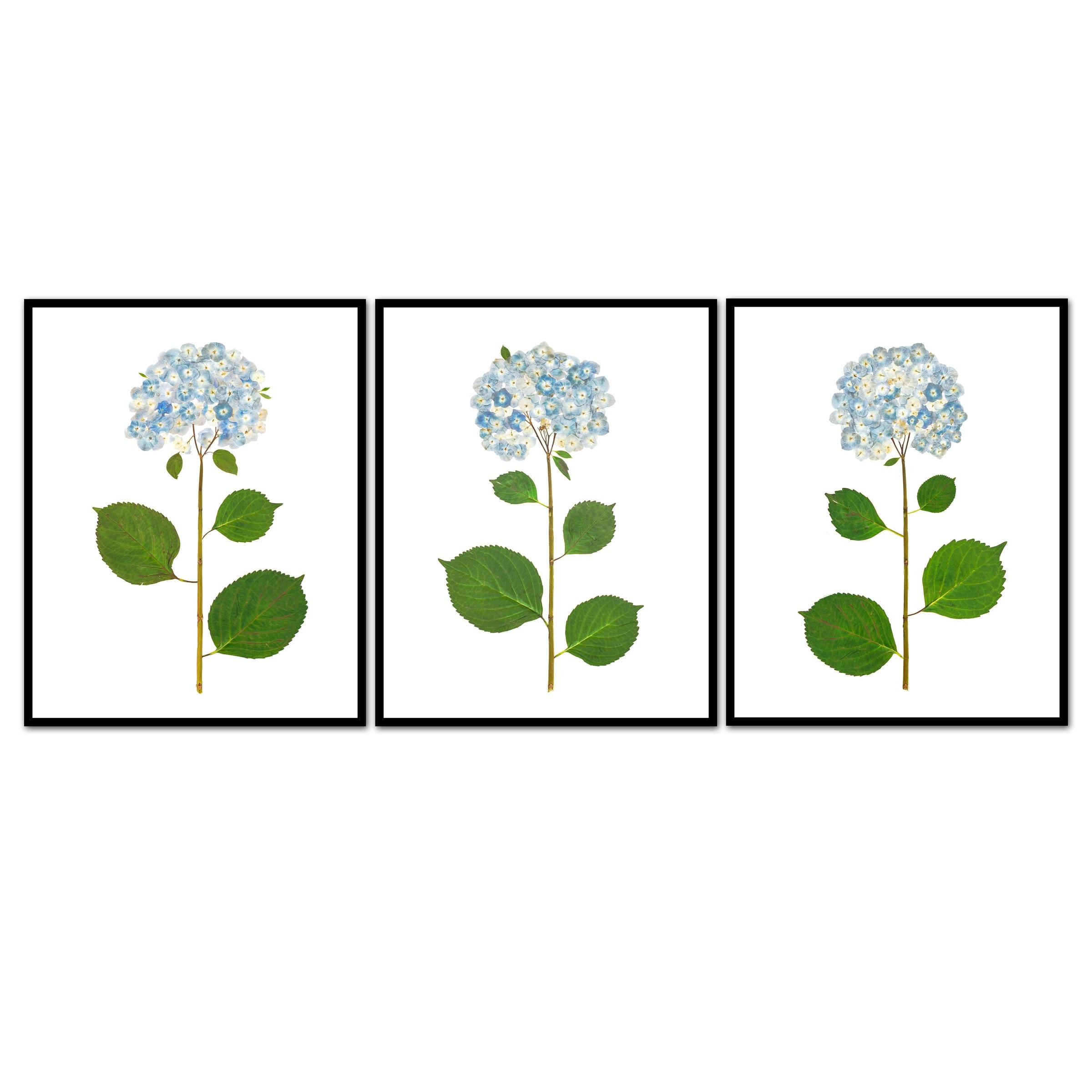 Live Hydrangea Trio | Urban Garden Prints