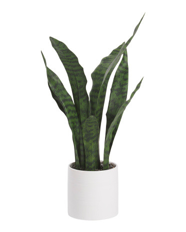 24in Sansaveria Snake Plant In Ceramic Pot | TJ Maxx