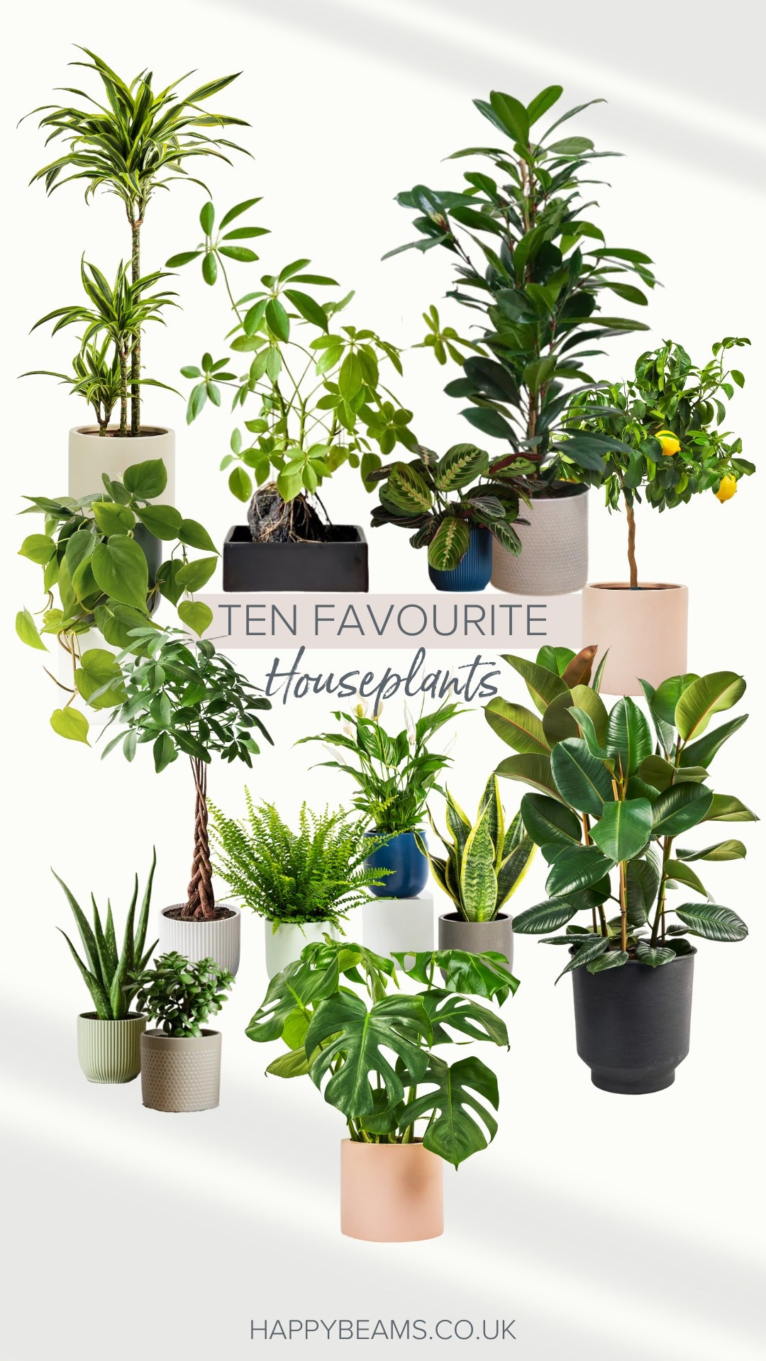 Ten favourite houseplants || Biophilic Design 🪴

#LTKhome #LTKspring #LTKuk
