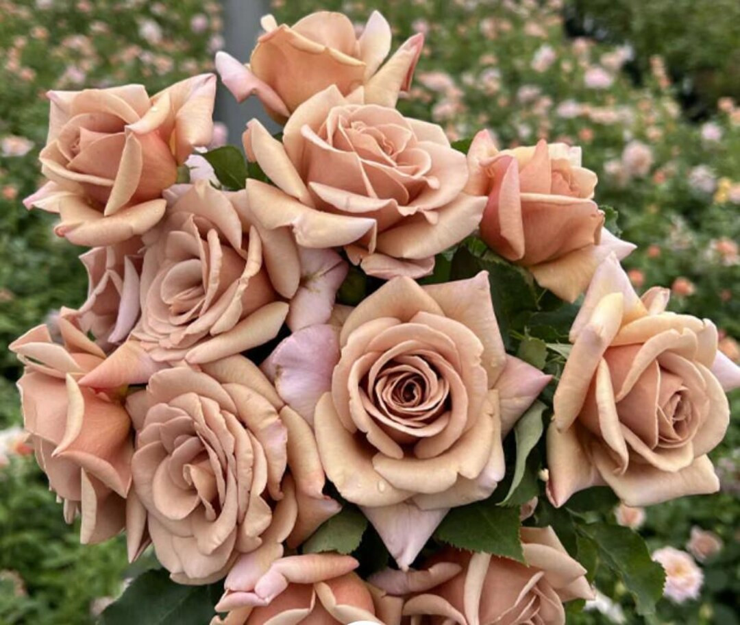 RARE - Koko Loco Rose Bush - Uniquely Beautiful, Unbelievably Stunning! - Etsy | Etsy (US)